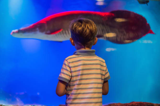 istock Young boy enjoy the view at an aquarium 1439448016