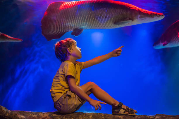 istock Young boy enjoy the view at an aquarium 1439448018