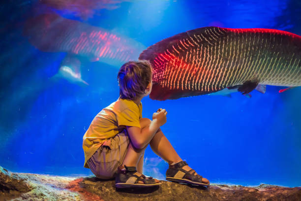 istock Young boy enjoy the view at an aquarium 1439448021