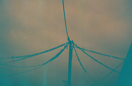 A flock of birds gathered on a telephone pole at night, 35mm