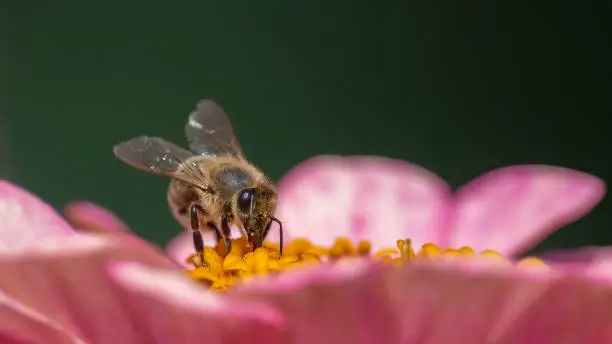 A bee collects pollen from a pink flower. The object is isolated on a dark green background