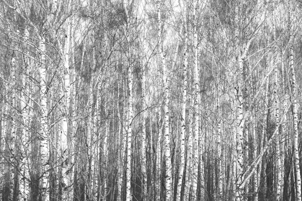 istock birch trees with white birch bark in birch grove with birch leaves in autumn 1439449208