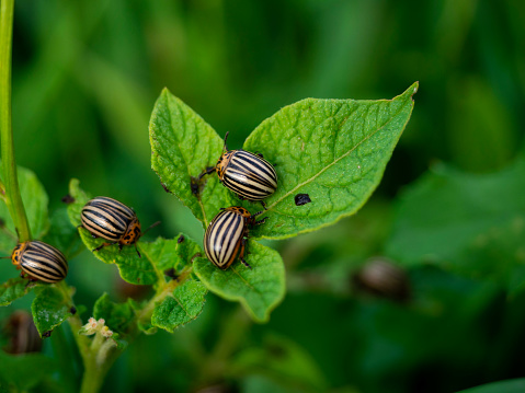 Colorado potato beetles on potato leaves