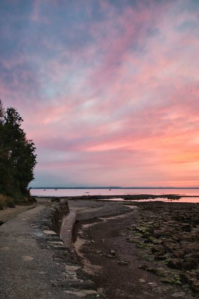 istock Vertical shot of a pink and orange cloudy sky over a beach with a tree 1439451014