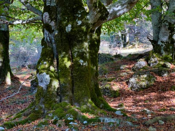 istock Autumn time in Navarra forrest 1439451401