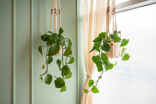 A green vine plant in a hanging small plant pot