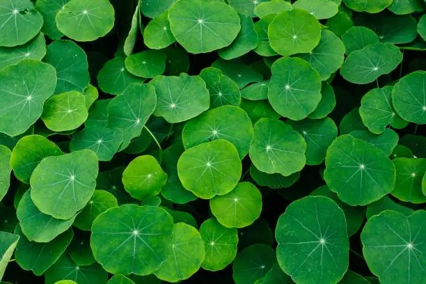 Photo of Closeup shot of the Indian pennywort leaves