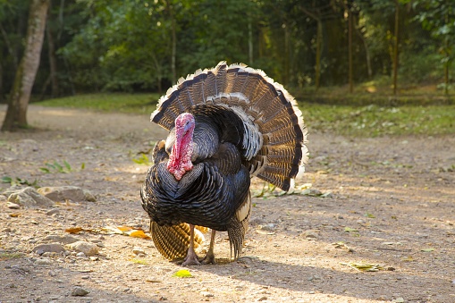 A beautiful shot of a wild turkey in the farm in Honduras