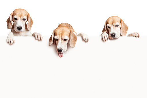Three beagle dogs looking down at the blank sign with paws hanging over. Isolated on white background. Copy space.