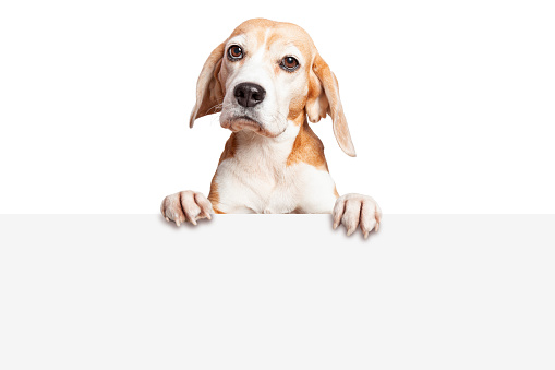 A portrait of beagle dog peeking over blank sign with paws hanging over and looking at camera. Isolated on white background. Copy space. Suitable for collage and banner making and any other design