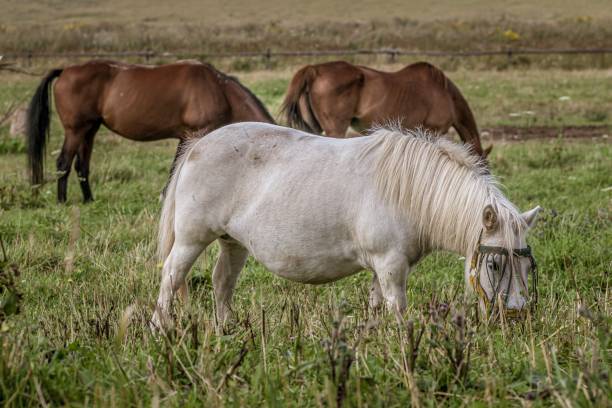 istock Group of beautiful horses grazing during daytime 1439454046