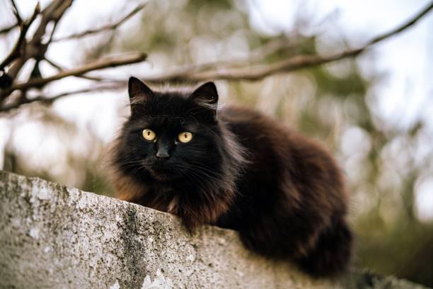 istock Wild black cat with green eyes and blurred background 1439454061