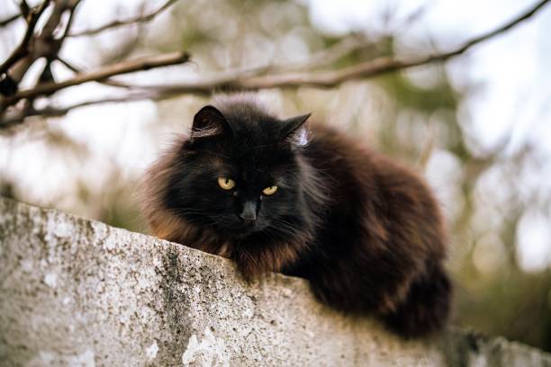 istock Wild black cat with green eyes and blurred background 1439454068