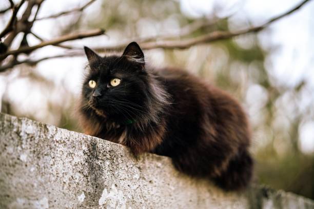 istock Wild black cat with green eyes and blurred background 1439454070