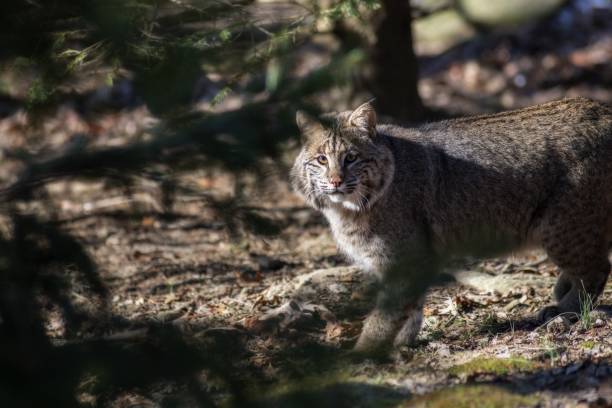 istock Selective focus shot of a wild cat looking at the camera 1439454105