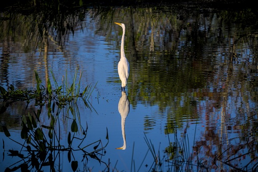 A beautiful shot of an egret standing in the water