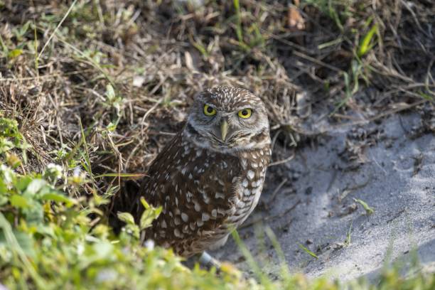 istock Selective focus shot of an owl looking at the camera 1439454341