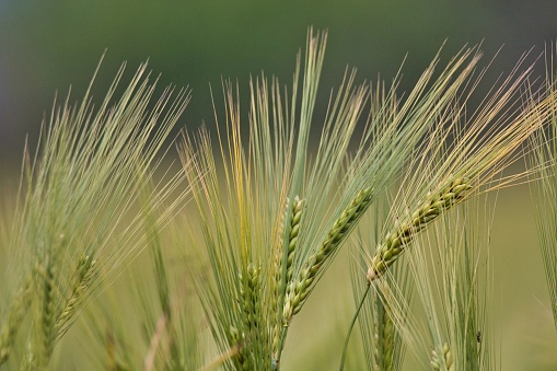 A closeup shot of triticale plants with blurred background  n