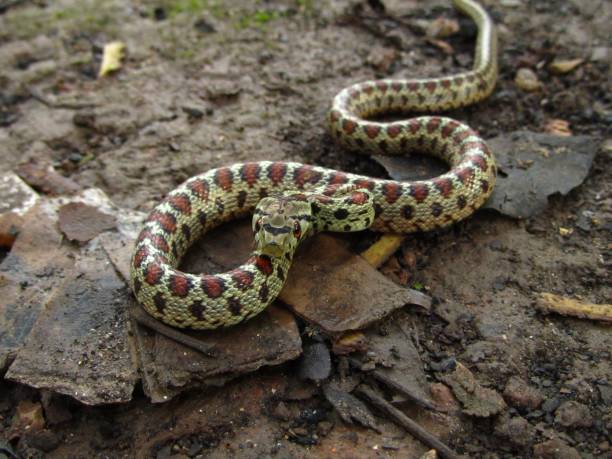 istock Dangerous European Ratsnake during daytime in Malta 1439455319