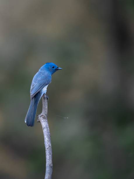 istock Black naped monarch, Hypothymis azurea 1439455323