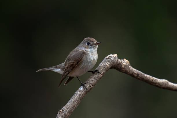 istock Red-breasted flycatcher, Ficedula parva 1439455329