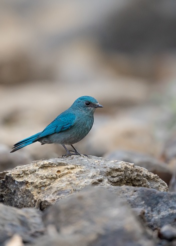 A vertical image of a beautiful Verditer flycatcher, Eumyias thalassinus, perched on a rock with blurry background