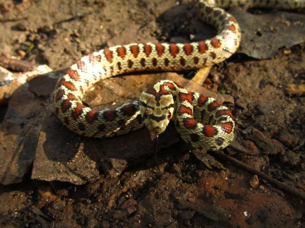 istock Dangerous European Ratsnake during daytime in Malta 1439455335