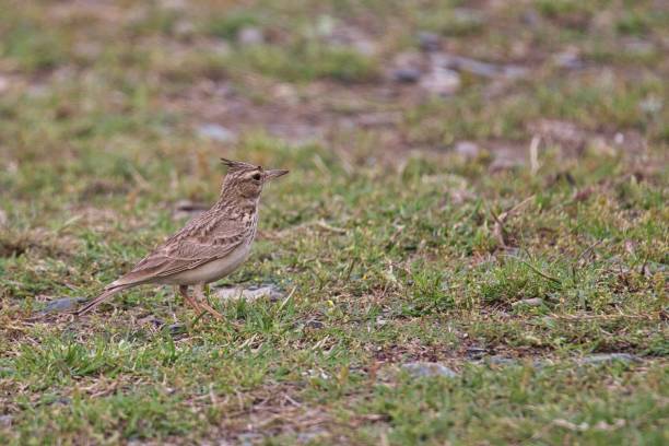 istock Skylark bird on the ground in Pakistan 1439455738