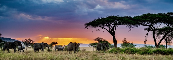A panoramic shot of a group of elephants in the wilderness at sunset