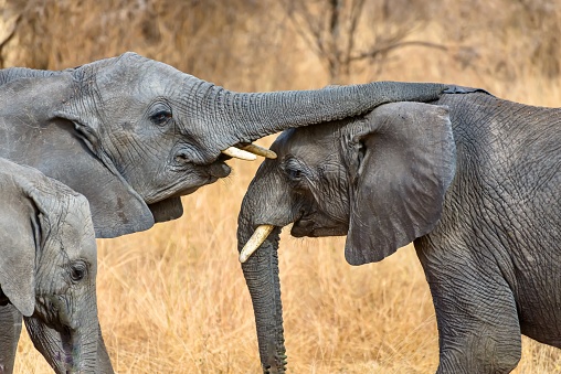 A closeup shot of a cute elephant touching the other with the trunk in Serengeti national park, Tanzania