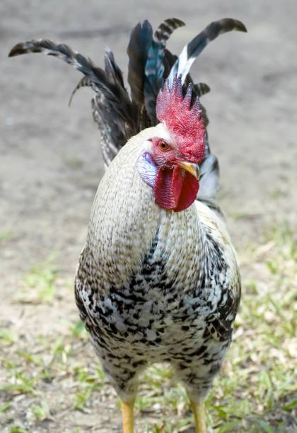 istock Vertical shot of a rooster with a blurred background 1439455808