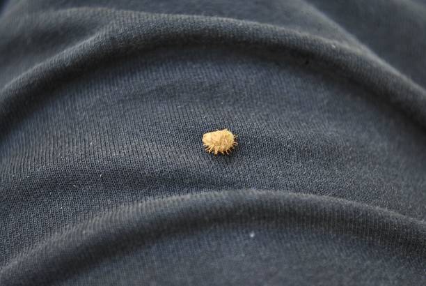 istock Closeup shot of a bur on black pants 1439455809