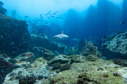 Grey reef shark (Carcharhinus amblyrhynchos)  swimming in the rocks temple of Marianne Island Seychelles.