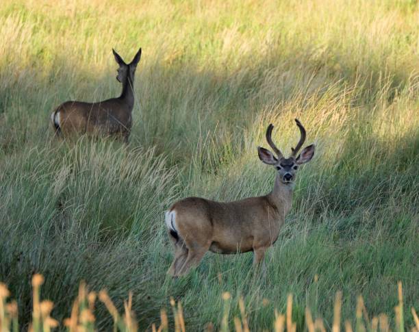 istock Deer walking in a grassy field during daytime 1439456852