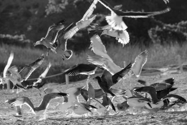 istock Greyscale shot of seagulls on the beach during daytime 1439456918
