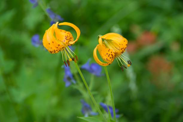 Closeup shot of beautiful yellow tiger lily flowers on a blurred background A closeup shot of beautiful yellow tiger lily flowers on a blurred background red tiger lily stock pictures, royalty-free photos & images
