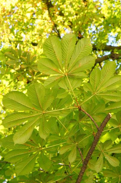 istock Vertical shot of several green leaves on a branch 1439457810