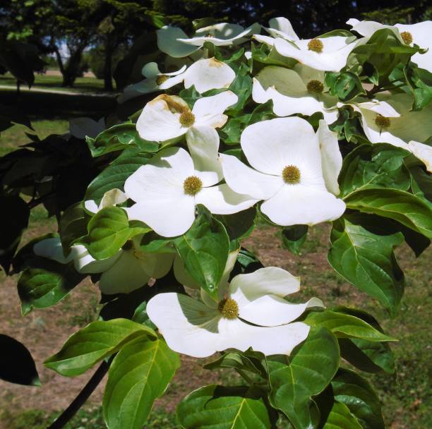 istock Closeup of Pacific dogwoods surrounded by greenery under the sunlight with a blurry background 1439458367