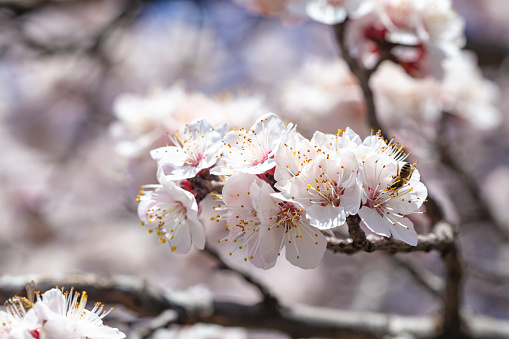 Spring flowers. Branches of flowering apricot against the blue sky. White blossom. Spring background. Cherry blossoms.