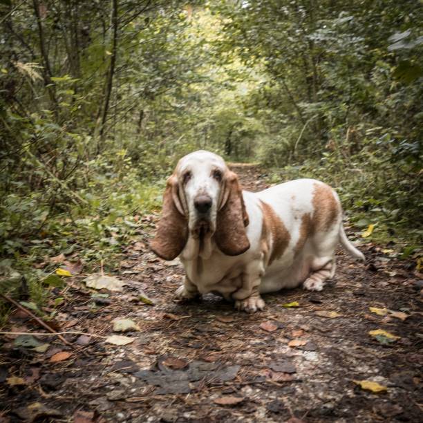 istock Cute dog standing on a pathway in the middle of trees 1439459210