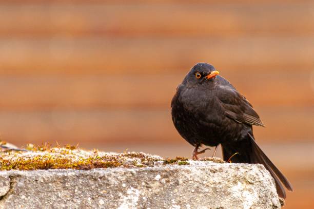 istock Closeup shot of a blackbird on a stone 1439459246