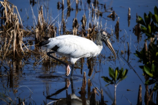 A shallow focus shot of a beautiful wood stork on the lake with a blurred background