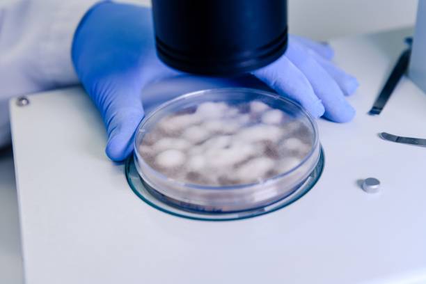 istock Laboratory worker examining a substance in a petri dish while conducting coronavirus research 1439459621