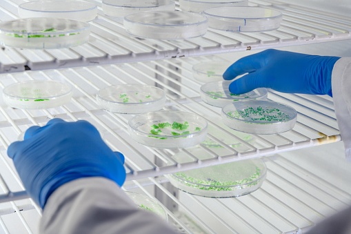 A closeup shot of a laboratory worker examining a green substance on petri dishes while conducting coronavirus research