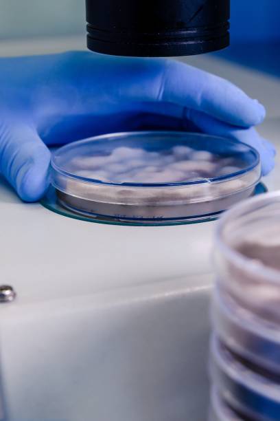 istock Laboratory worker examining a substance in a petri dish while conducting coronavirus research 1439459735