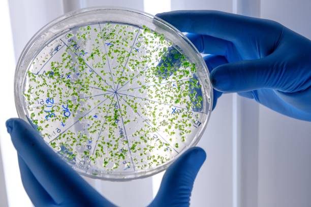 istock Laboratory worker examining a green substance on a petri dish while conducting coronavirus research 1439459820
