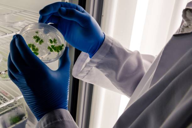 istock Laboratory worker examining a green substance on a petri dish while conducting coronavirus research 1439459838