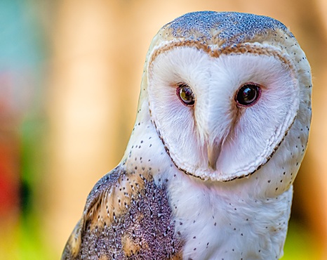 A closeup shot of a cute barn owl with a colorful blurry background