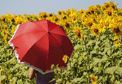 A female holding a red umbrella on hand in a sunflower field
