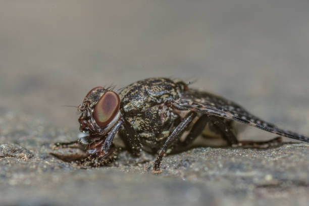 istock Macro shot of a fly on the ground 1439460945